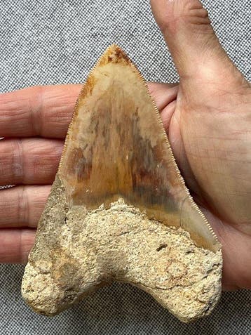 Dent de mégalodon 11,2 cm - Dent fossile - Carcharocles, Collections, Minéraux & Fossiles