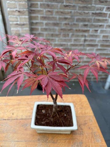 Japanese maple bonsai (Acer palmatum) - Hauteur (arbre) : 35
