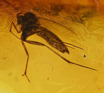 Ambre baltique - Lot de 4 pièces avec des inclusions