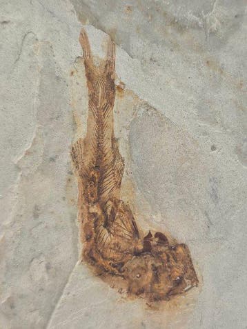 Vis - Gefossiliseerd dier - Lycoptera - 11 cm (Zonder, Verzamelen