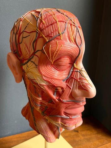 Anatomisch model - kunststof - 1960-1970