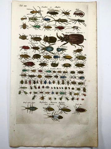 Matthäus Merian (1593-1650) - hand coloured engraving: