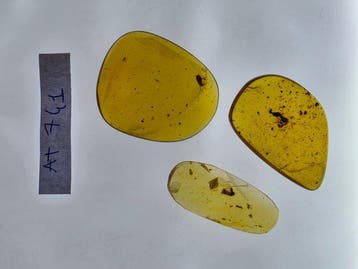 Ambre de Birmanie - Ambre - Large Burmese amber specimen
