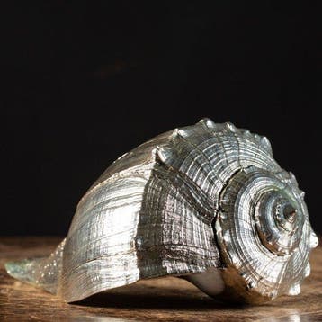 Exclusief luxeobject - zilvergeplateerde schelp - Busycon