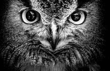 Jeffrey Van Daele - Sentinel of Wisdom