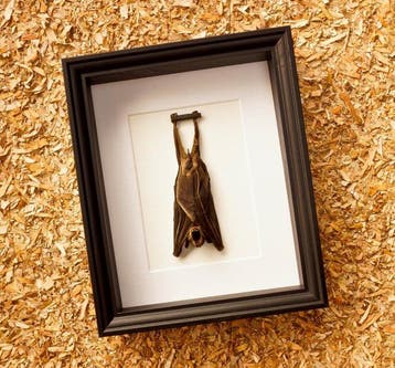 Vleermuis Taxidermie volledige montage - Cynopterus sphinx -, Nieuw