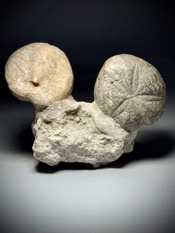 Amazing Rare echinoïde gemonteerd op matrix -, Verzamelen