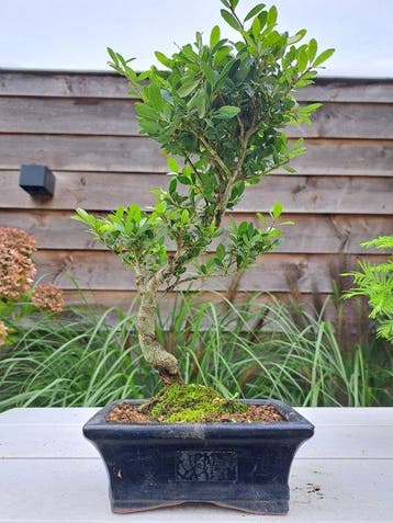 Ilex bonsaï (houx japonais) - Hauteur (arbre) : 35 cm -