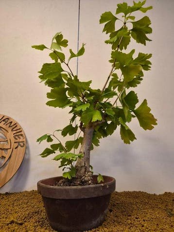 Ginkgo bonsai (Ginkgo biloba) - Hoogte (boom): 57 cm -