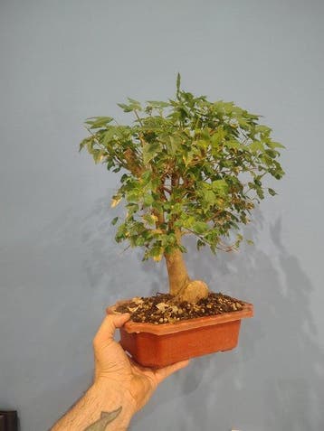 Bonsaï Érable de Bürger (Acer buergerianum) - Hauteur