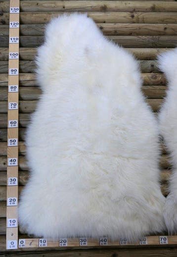 peaux dagneau au poil mi-long Peau d’étude - Ovis aries - 0