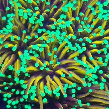 Euphyllia Glabrescens Hellfire (3 koppen)