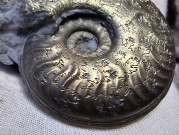 Pyriet Ammoniet - Gefossiliseerd dier - Arieticeras, Verzamelen