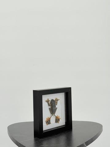 Vliegende kikker in lijst Taxidermie volledige montage -, Nieuw