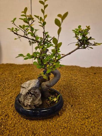 zelkova - Hoogte (boom): 25 cm - Diepte (boom): 15 cm -