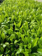 Echinodorus Paniculatus Amazone (Aquariumplanten), Verzenden, Nieuw, Plant(en), Steen of Hout