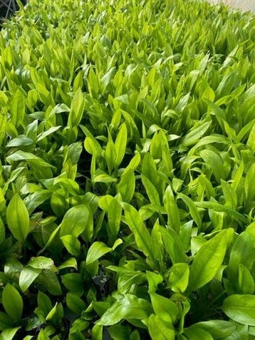 Echinodorus Paniculatus Amazone (Aquariumplanten), Verzenden, Plant(en), Steen of Hout