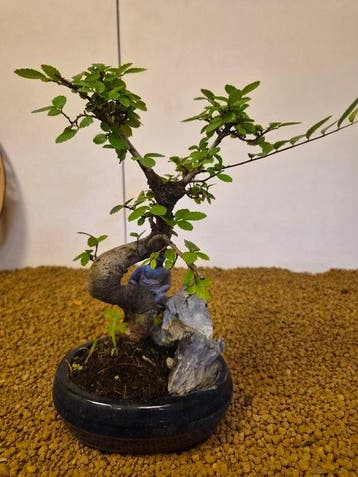 zelkova - Hoogte (boom): 24 cm - Diepte (boom): 20 cm -