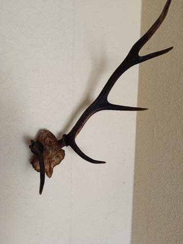 Hert Schedel met gewei - Cervus elaphus - 70 cm - 60 cm - 40