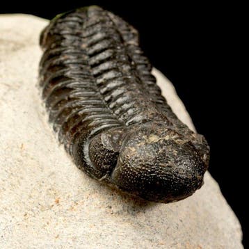 Trilobite fossile – Dévonien, Maroc Carapace - Phacops Rana