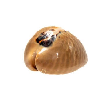 Muracypraea mus - Zeldzame muis-schelp - Uitzonderlijk, Nieuw