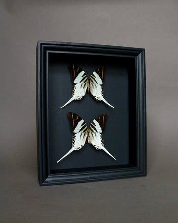 Vlinder Taxidermie volledige montage - Graphium androcles -, Verzamelen, Nieuw