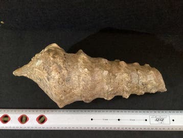 Grand gastéropode fossile à apex détaché, Éocène, littoral