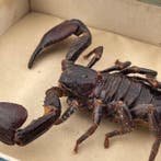 Schorpioen Taxidermie volledige montage - Pandinus imperator