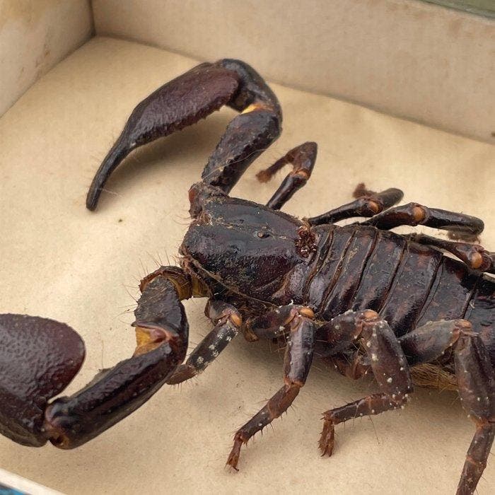 Schorpioen Taxidermie volledige montage - Pandinus imperator, Antiek en Kunst, Curiosa en Brocante