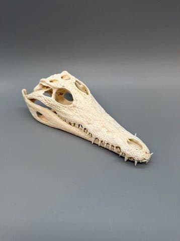 Nijlkrokodil Schedel van een reptiel - Crocodylus niloticus