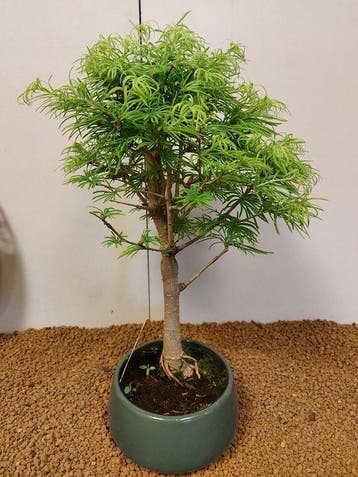 Lariks bonsai (Larix) - Hoogte (boom): 41 cm - Diepte
