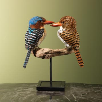 Zebra-IJsvogel Koppel Taxidermie Opgezette Dieren By Max, Ophalen of Verzenden, Nieuw, Vogel, Opgezet dier