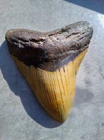 Megalodon - Fossiele tand - 123 mm - 104 mm, Verzamelen