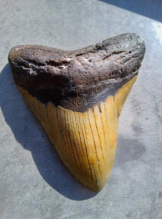 Megalodon - Fossiele tand - 123 mm - 104 mm, Verzamelen, Mineralen en Fossielen
