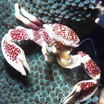 Neopetrolisthes oshimai (symbiose krab), Dieren en Toebehoren