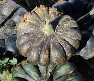 De Mexico muskaatpompoen zaden, Nieuw