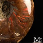 - Gefossiliseerde schelp - Ammoniet - Rode opaal Cleoniceras