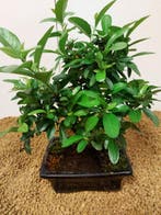 Vuurdoorn bonsai (Pyracantha) - Hoogte (boom): 26 cm -