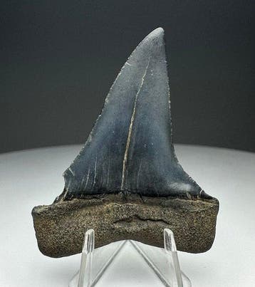 Cosmopolitodus hastalis - Fossiele tand - 5 cm - 4 cm, Verzamelen, Mineralen en Fossielen
