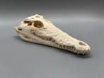 Nijlkrokodil Schedel van een reptiel - Crocodylus niloticus, Verzamelen, Dierenverzamelingen, Nieuw