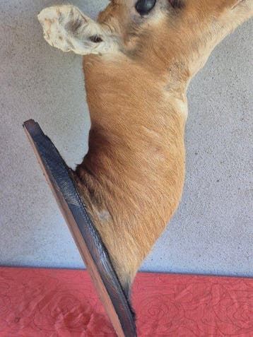 Cobe de Buffon - Taxidermie wandmontage - Kobus cob -