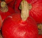 Red Kuri pompoen basiseenheid zaden, Nieuw