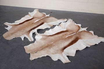 Pair South African Springbok Skins Taxidermie wandmontage -