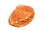 Verzamelobject TOP Pourtales abalones Skelet - Haliotis