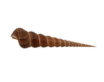 Turritella terebra 14,5 cm XL schelp (torenschelp) F+++