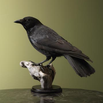 Kraai Taxidermie Opgezette Dieren By Max, Ophalen of Verzenden, Opgezet dier