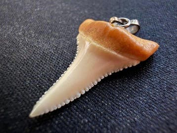 Grand requin blanc Dent - Carcharodon carcharias - 24.5 mm -