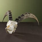 Steenbok Ibex Schedel Taxidermie Opgezette Dieren By Max, Ophalen of Verzenden, Nieuw, Wild dier, Schedel