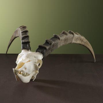 Steenbok Ibex Schedel Taxidermie Opgezette Dieren By Max, Verzamelen, Dierenverzamelingen, Ophalen of Verzenden, Nieuw, Wild dier