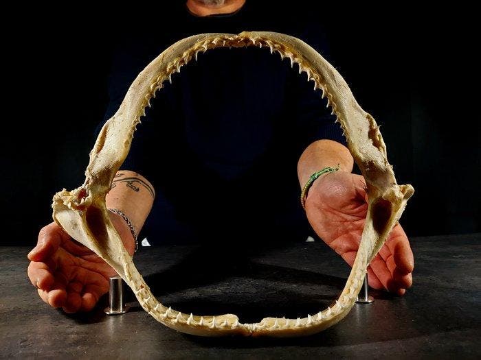 grote haai-onderkaak tissitore Taxidermie volledige montage, Verzamelen, Dierenverzamelingen